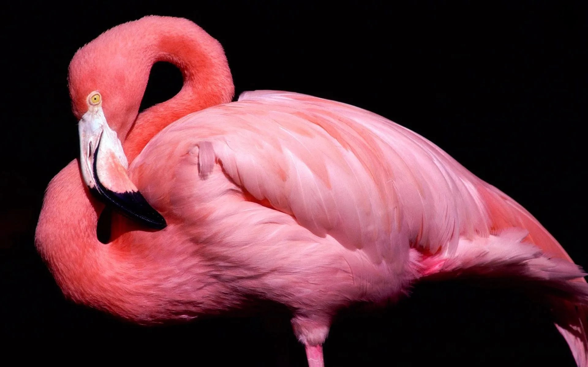 Dental Flamingo stomatologia wyszków ortodoncja protetyka chirurgia implanty